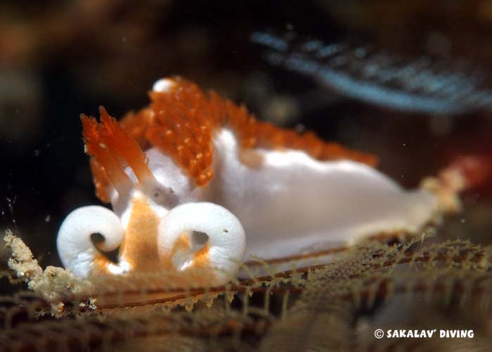 opisthobranchs flat worms of Nosy Be